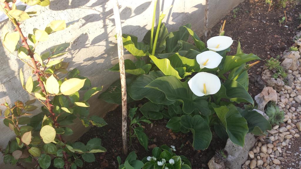 Apartments Vidovic فوديس الغرفة الصورة